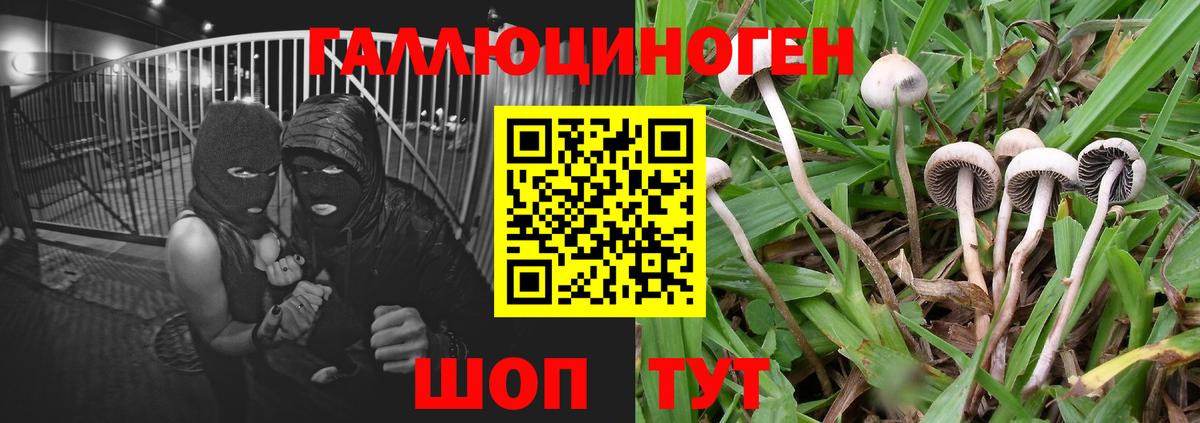 Галлюциногенные грибы Cubensis Сокол